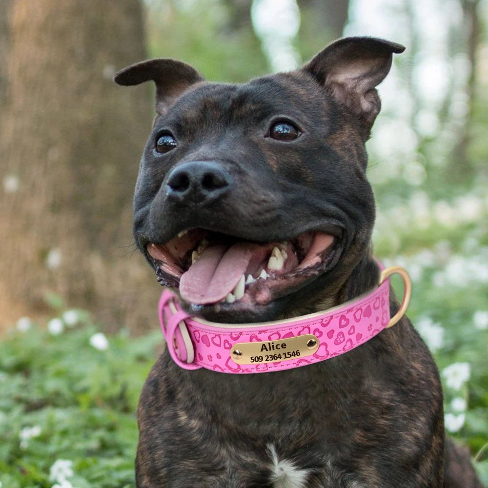 Padded Leather Dog Collar